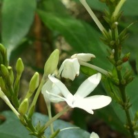 Pseuderanthemum latifolium (Vahl) B.Hansen